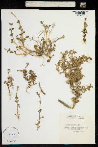 Silene sericea image