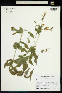 Silene abietum image