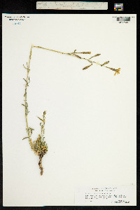Silene paradoxa image