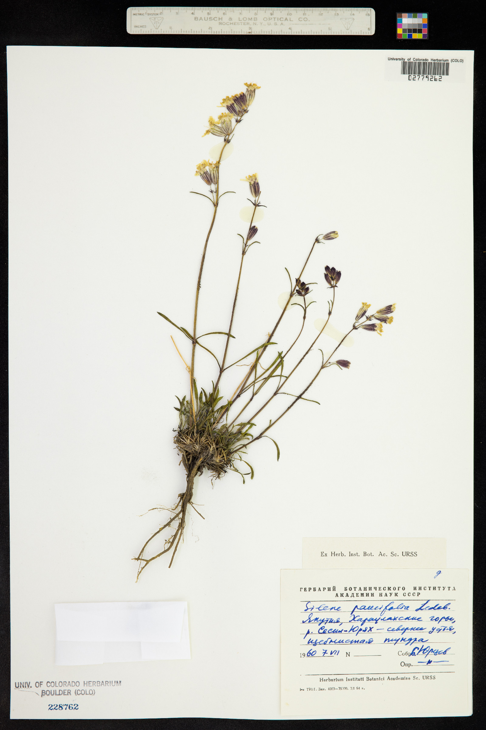 Silene paucifolia image