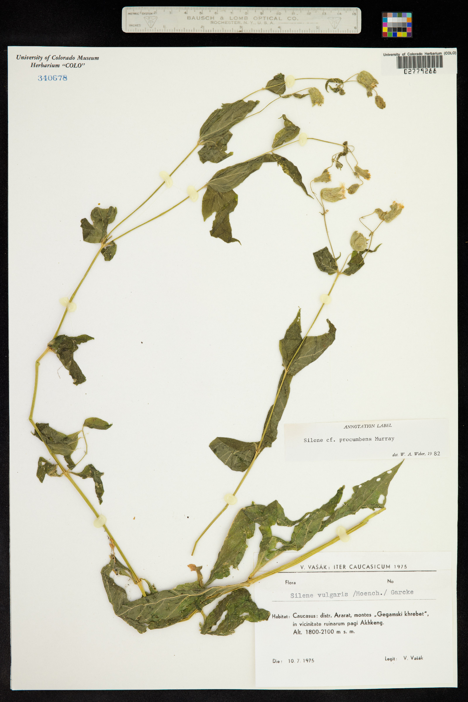 Silene procumbens image