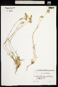 Silene saxatilis image