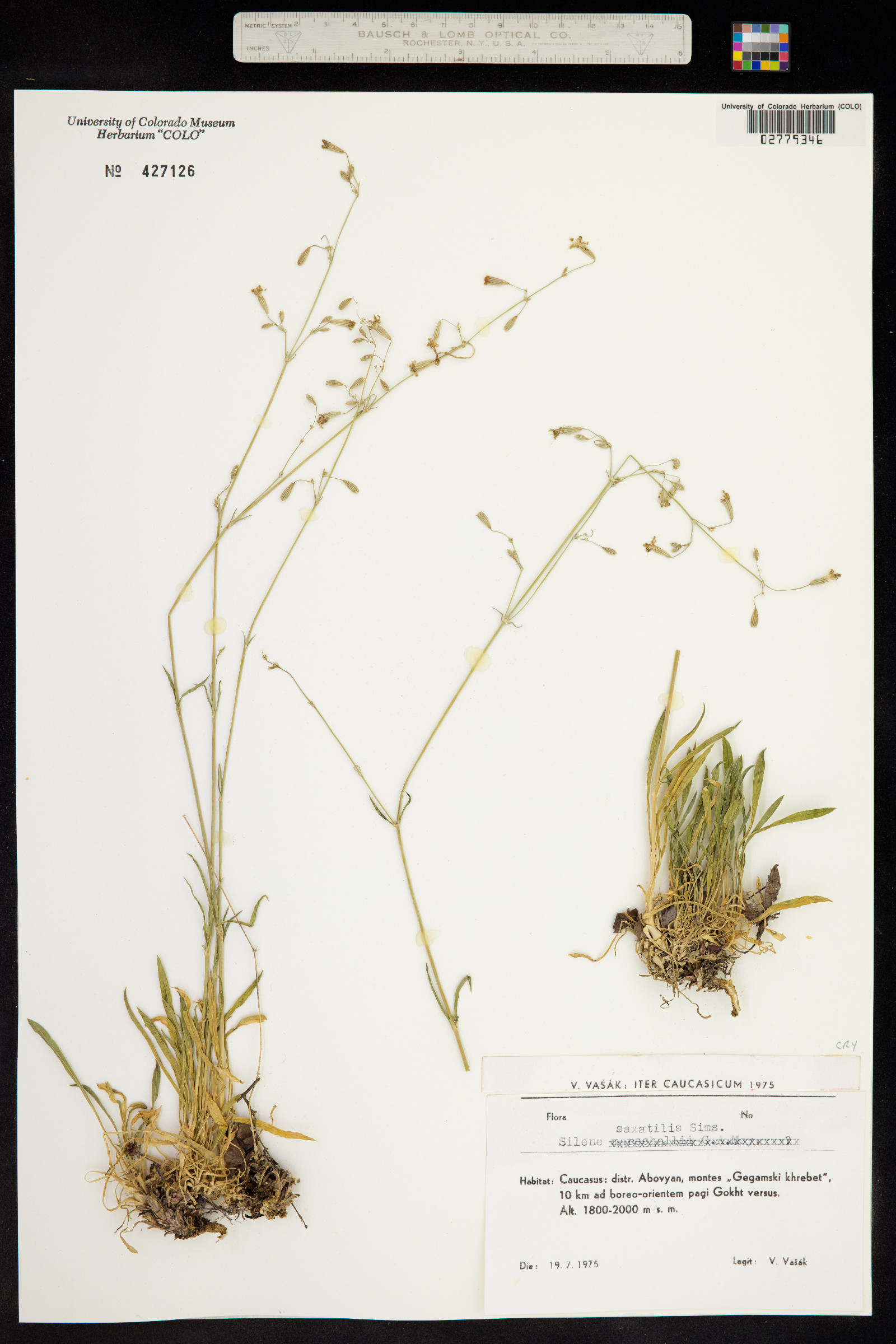 Silene saxatilis image