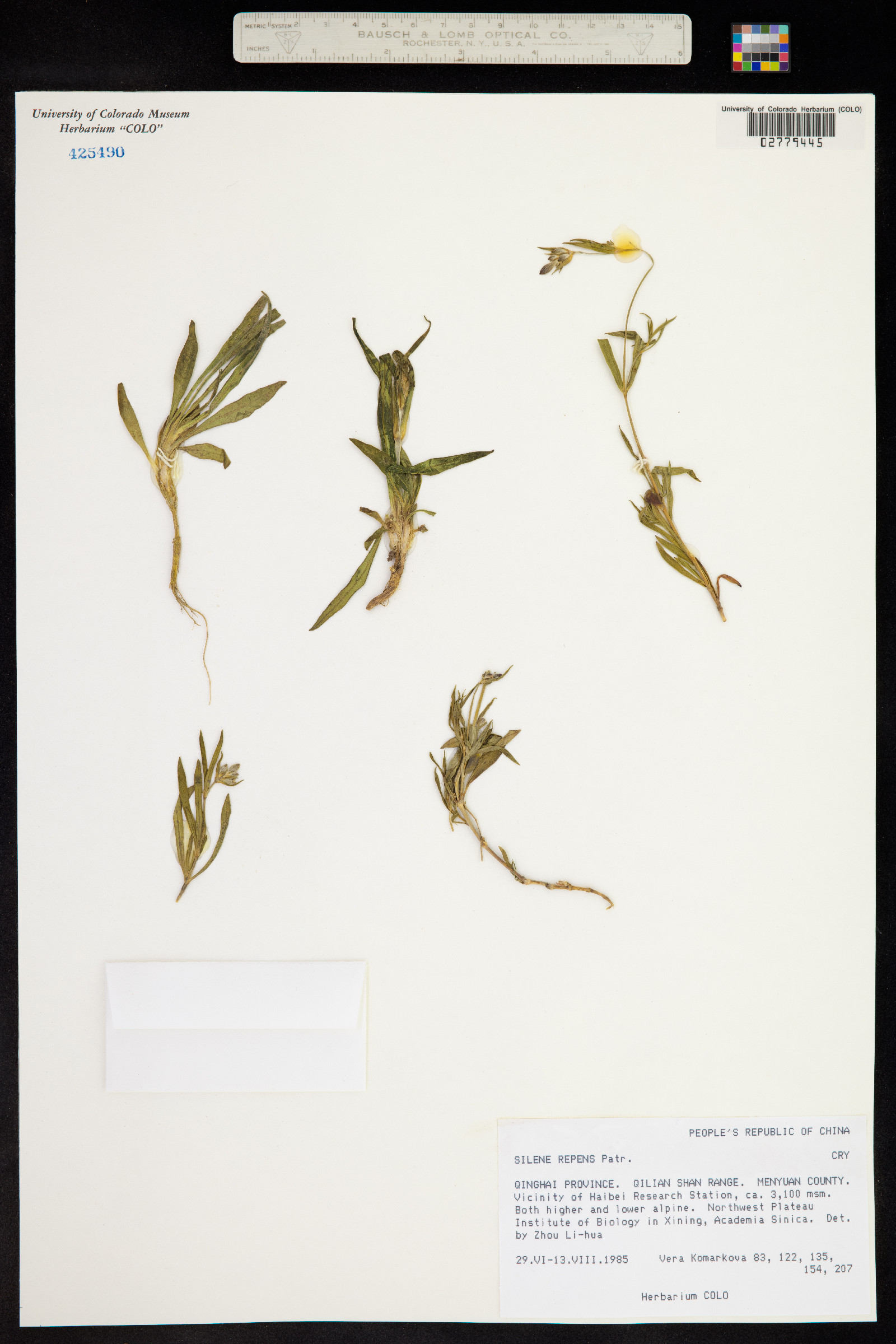 Silene repens image