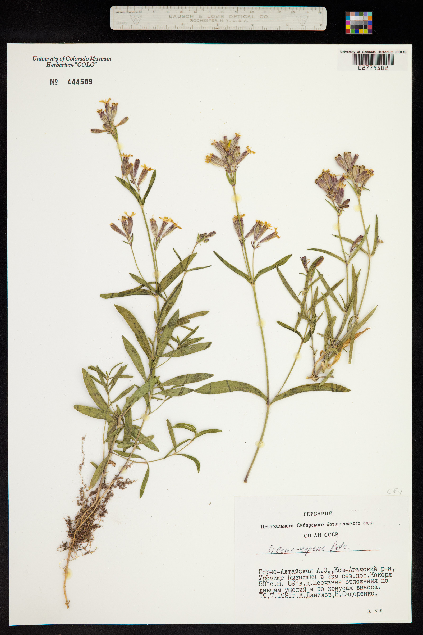 Silene repens image