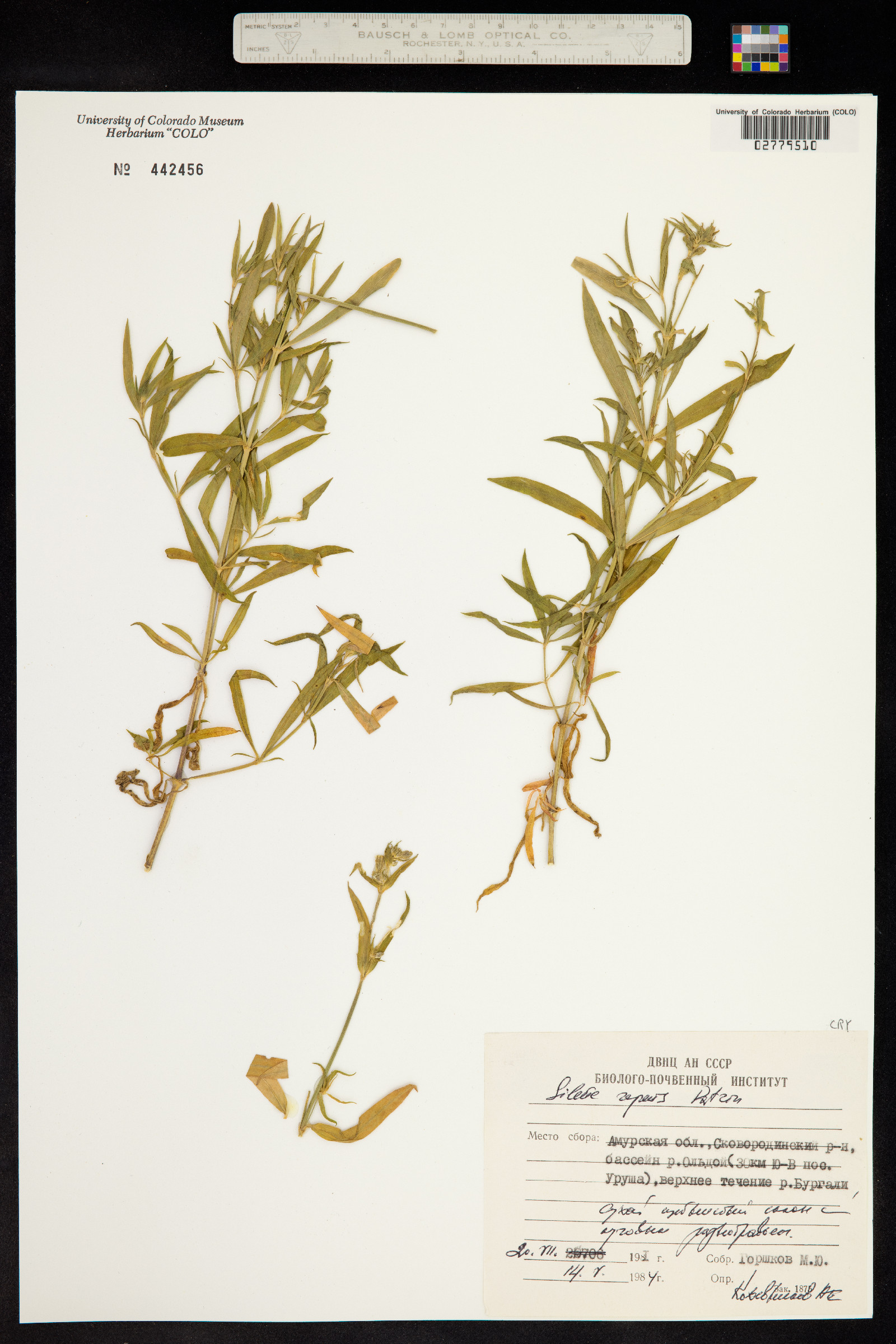 Silene repens image