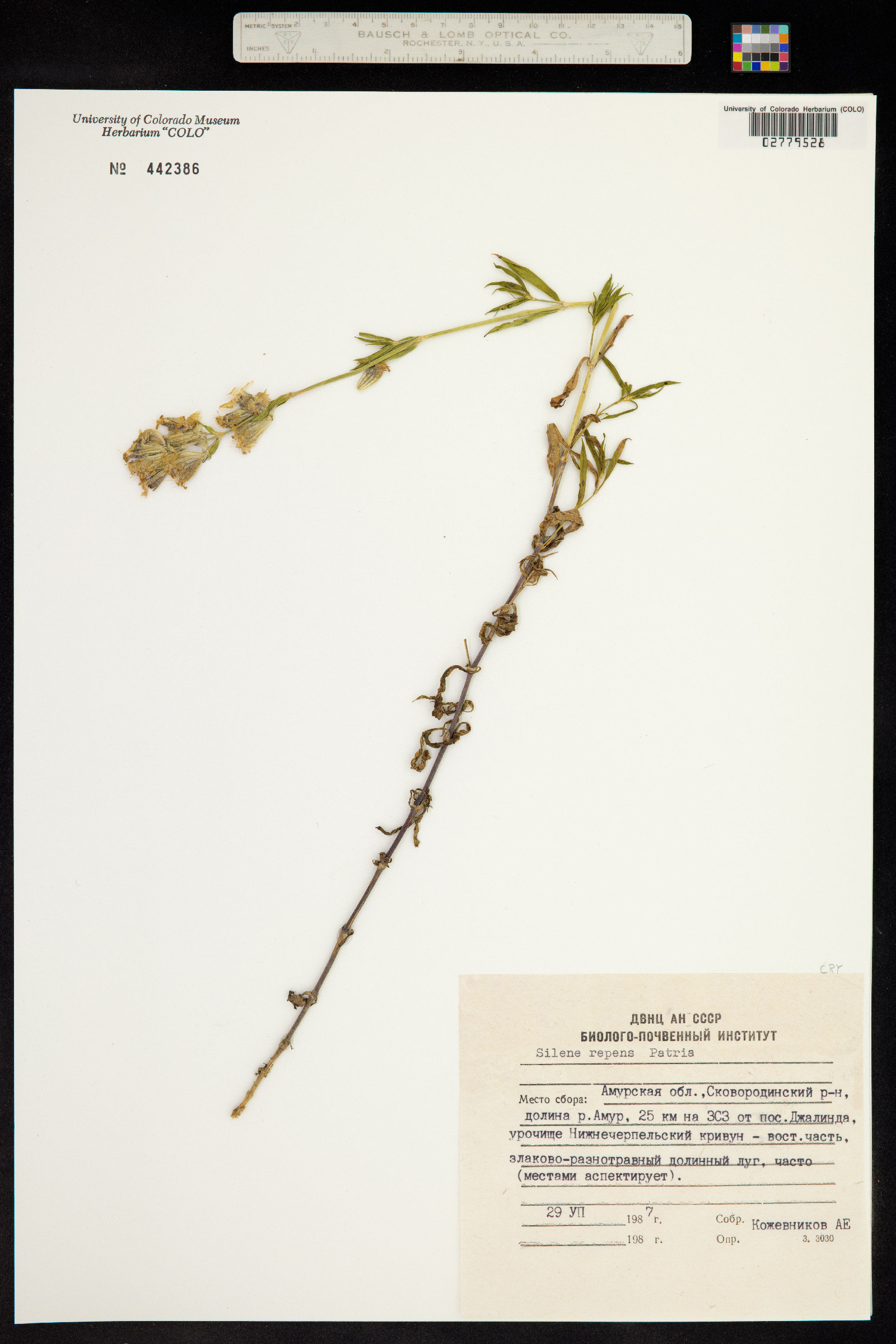 Silene repens image