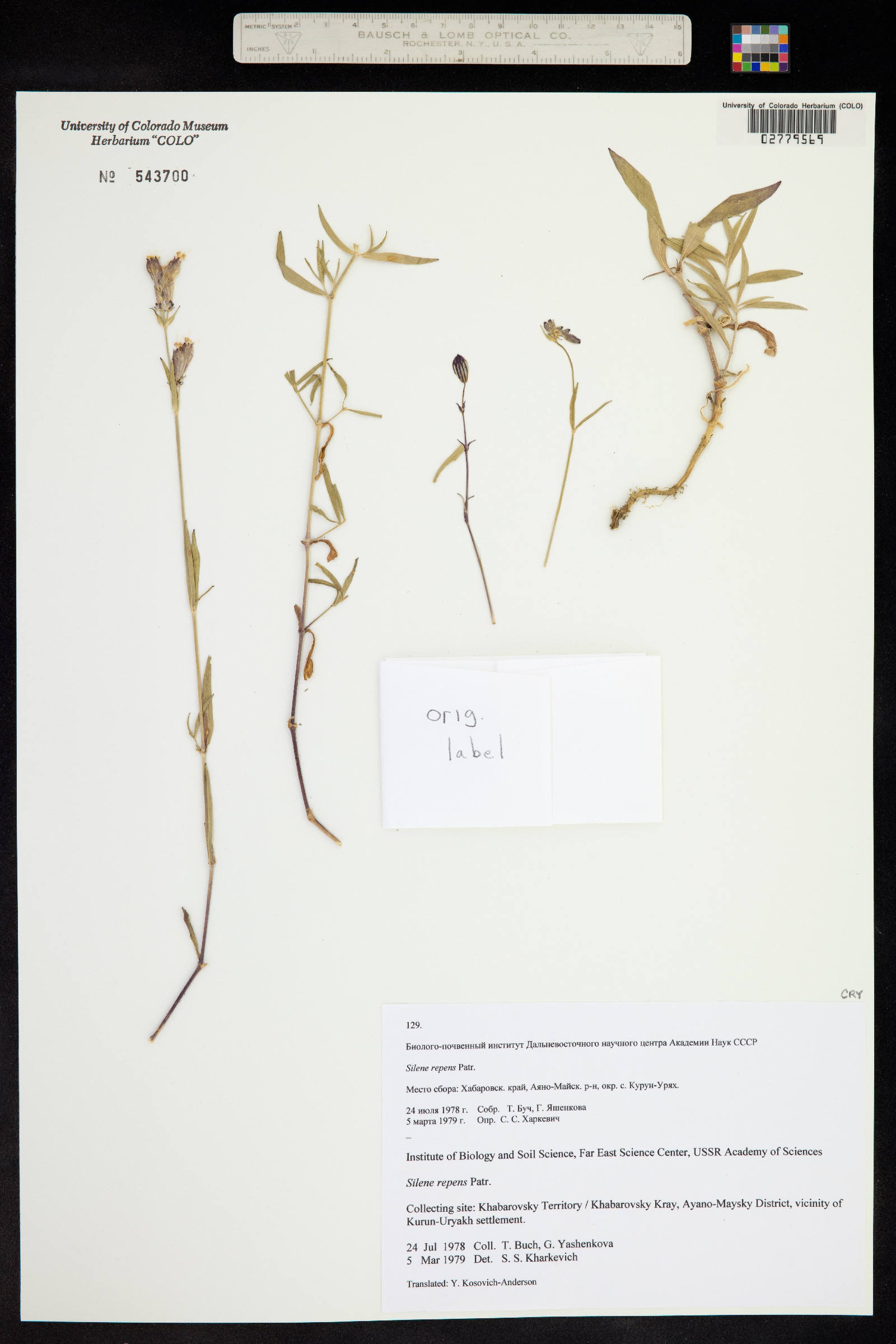 Silene repens image