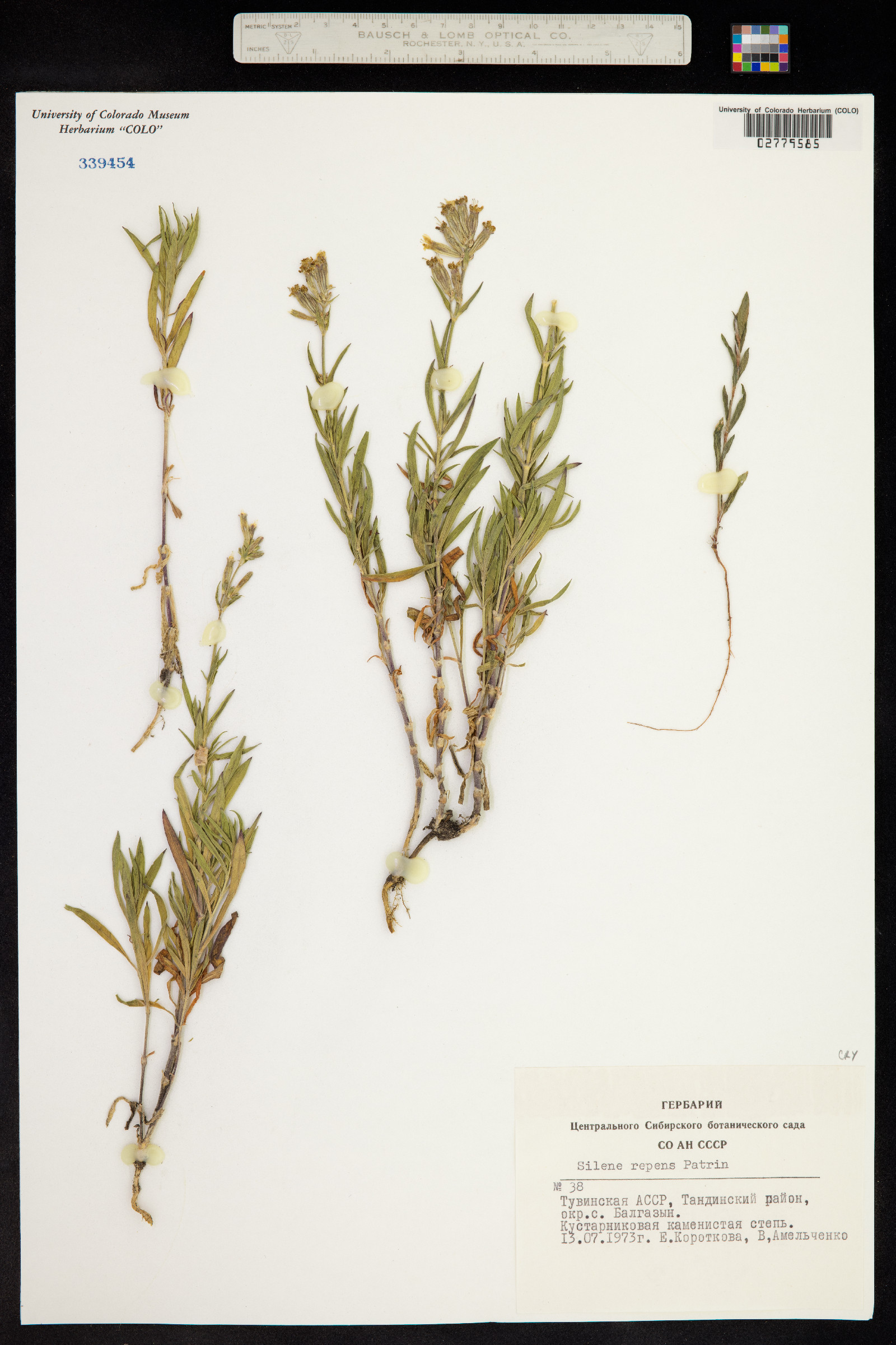 Silene repens image