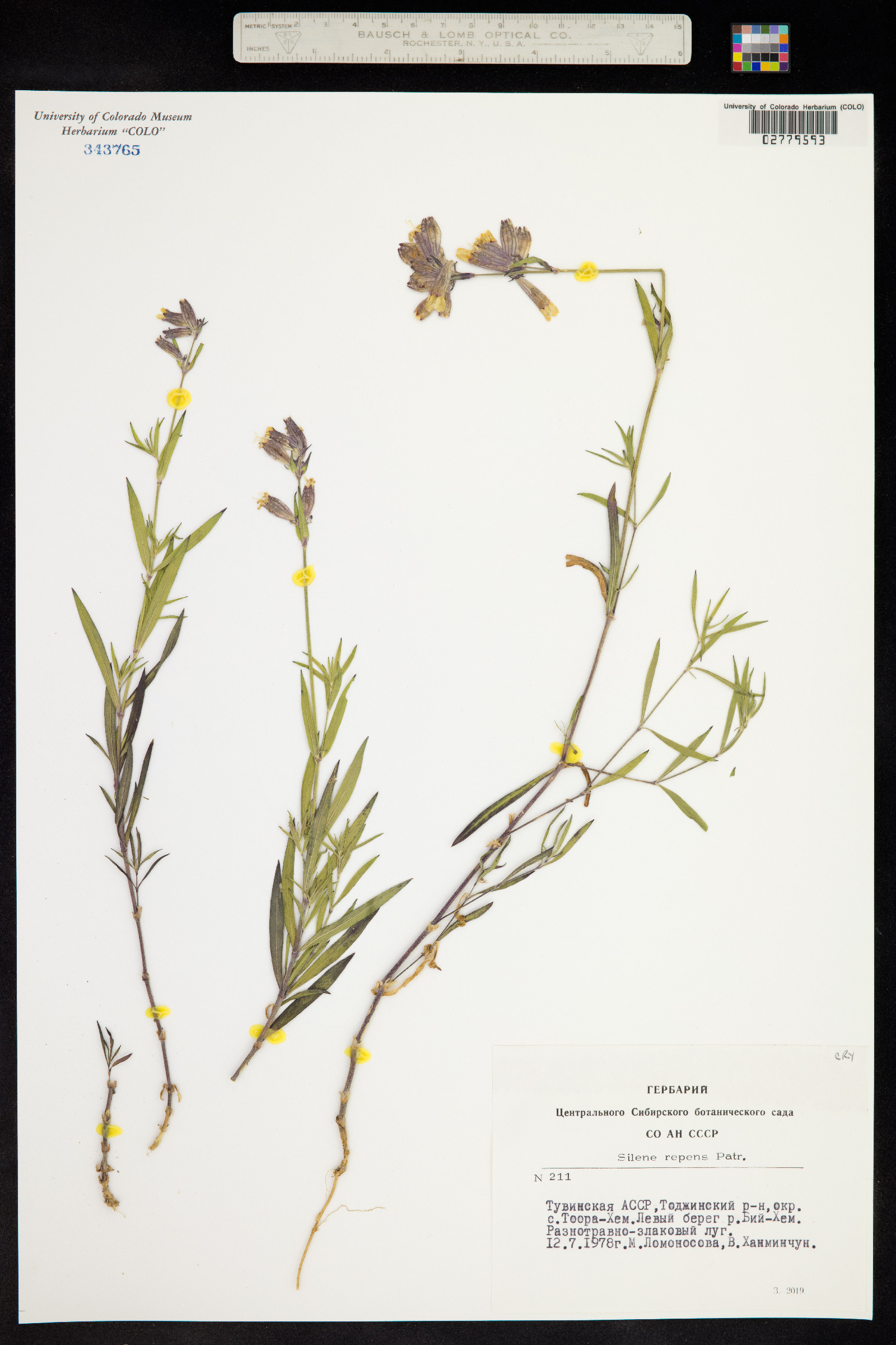 Silene repens image