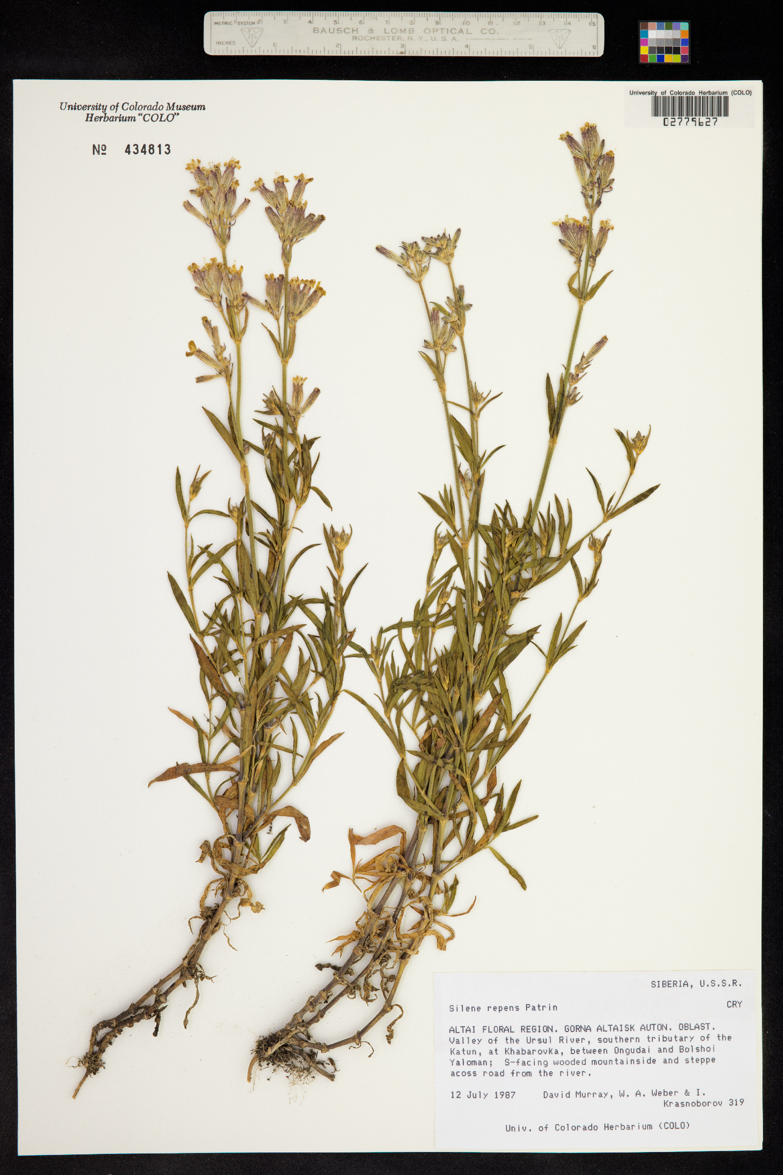 Silene repens image