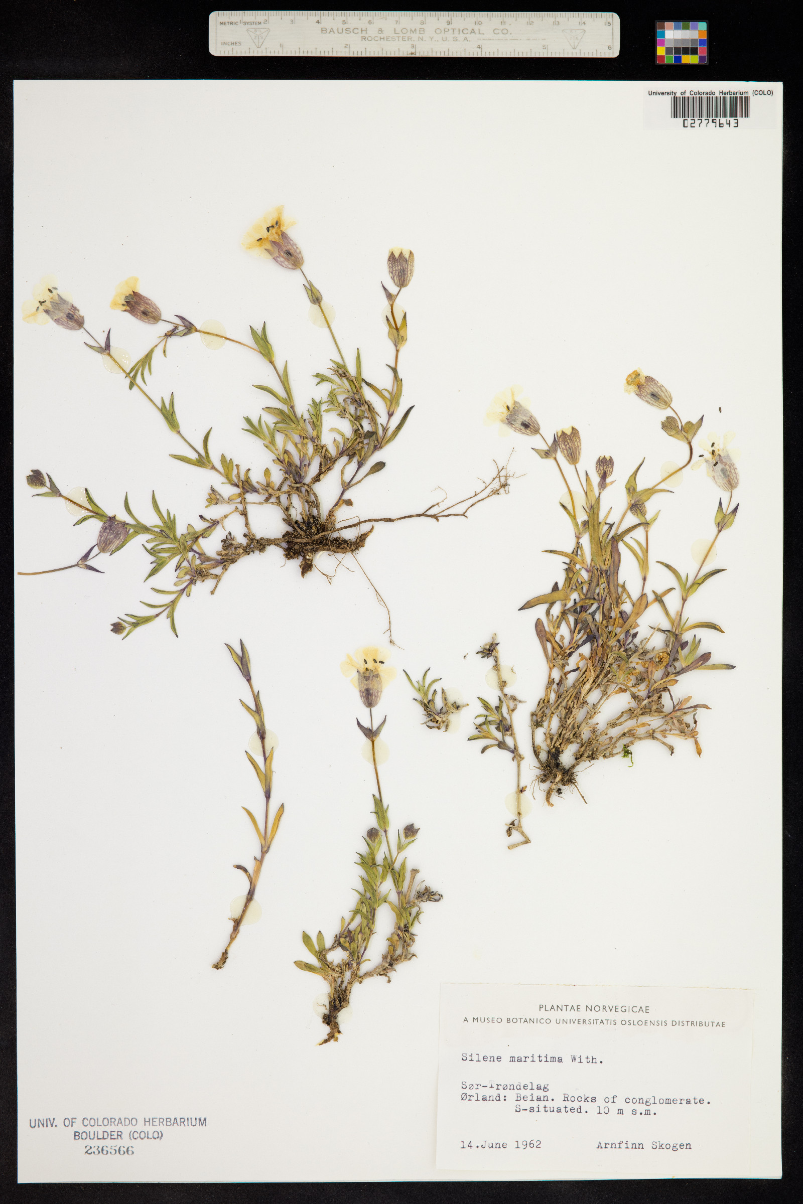 Silene uniflora image