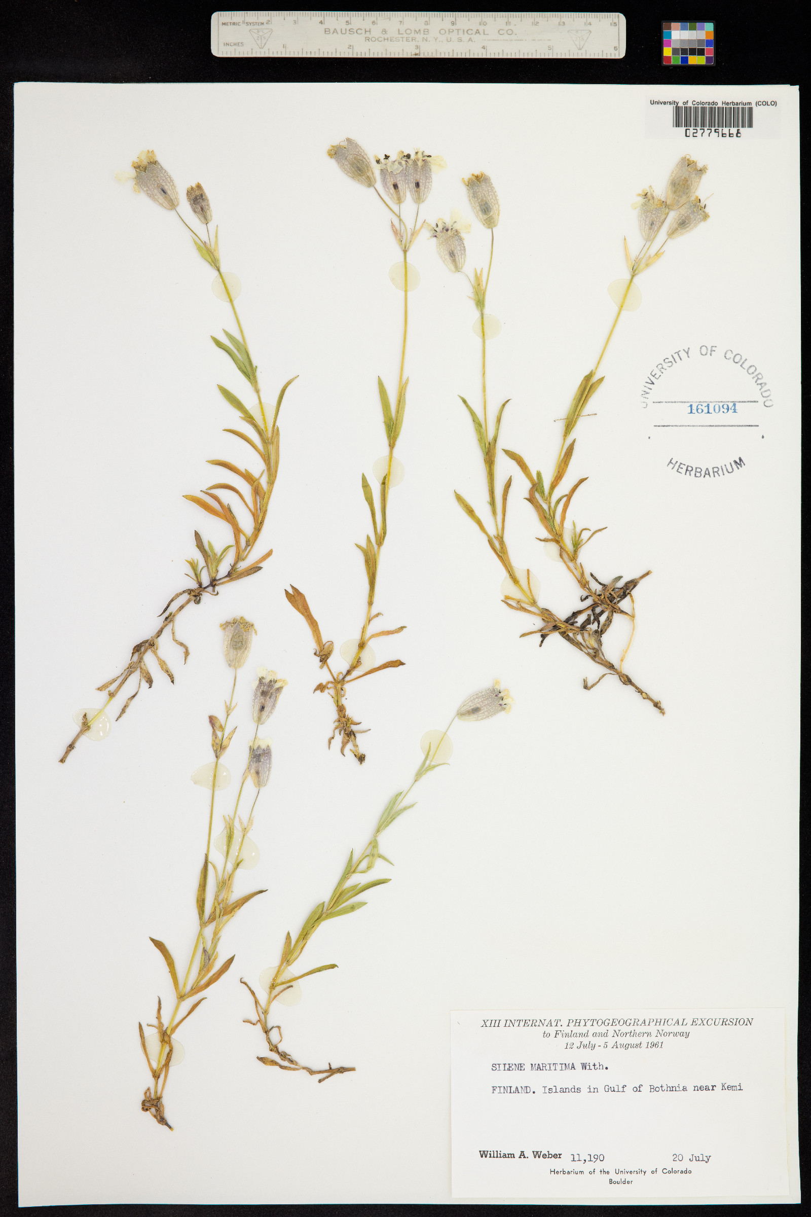 Silene uniflora image