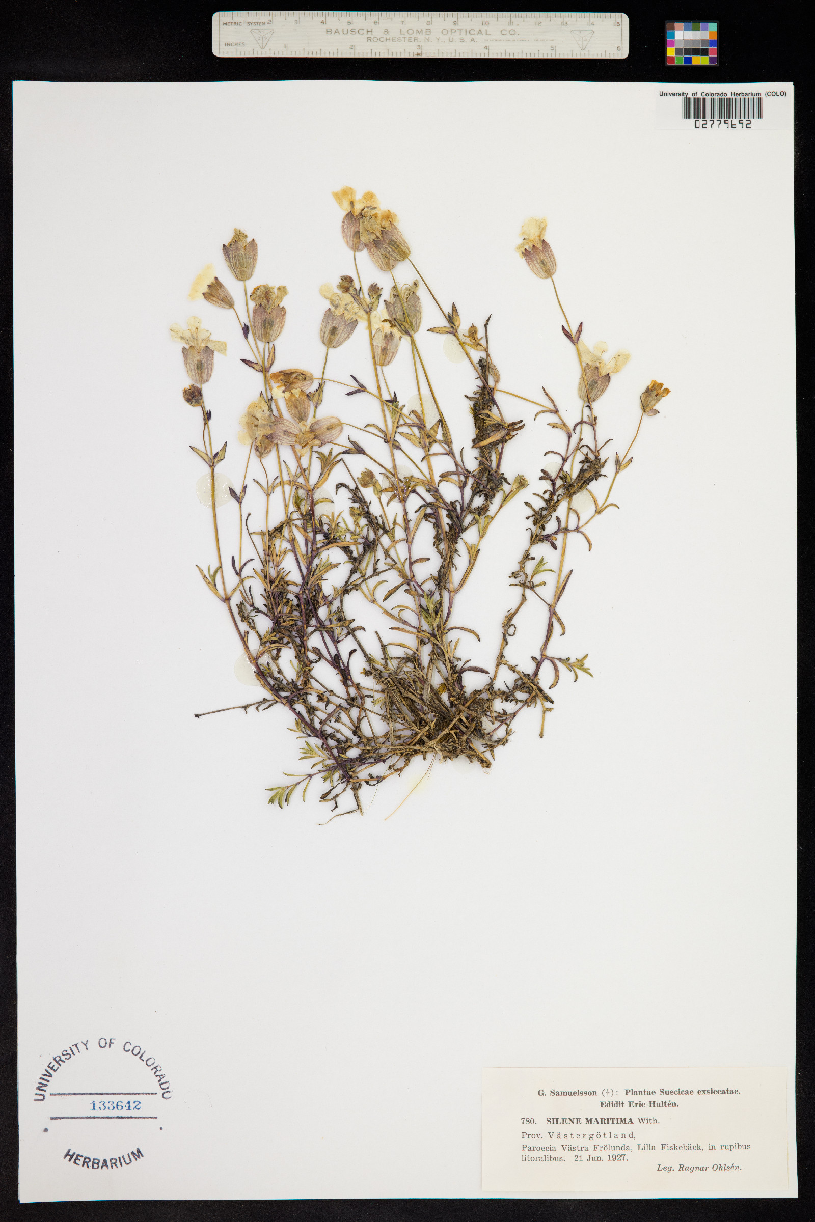 Silene uniflora image