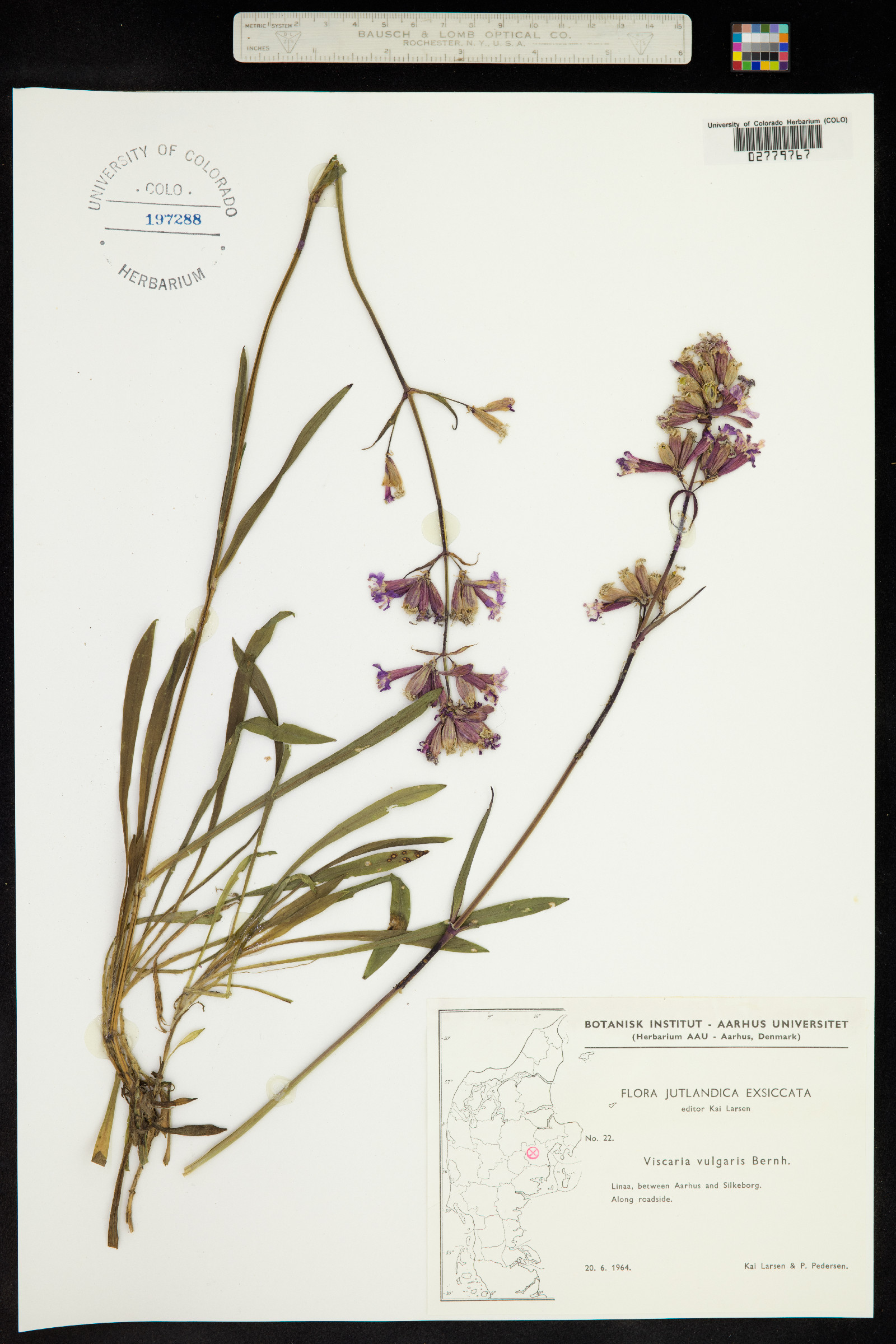 Silene viscaria ssp. viscaria image