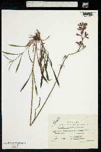 Silene viscaria ssp. viscaria image
