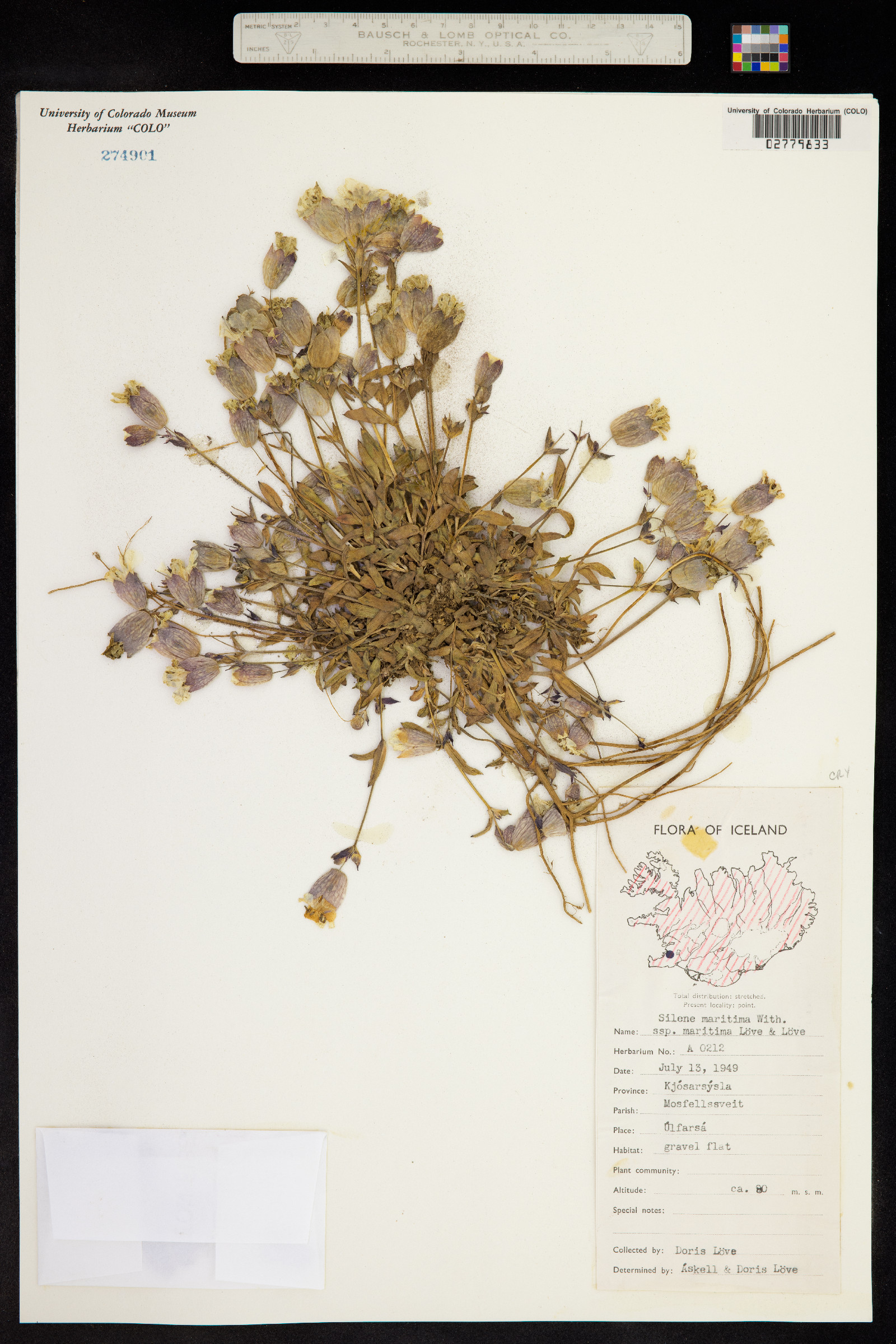 Silene uniflora image