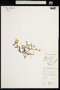 Silene uniflora image
