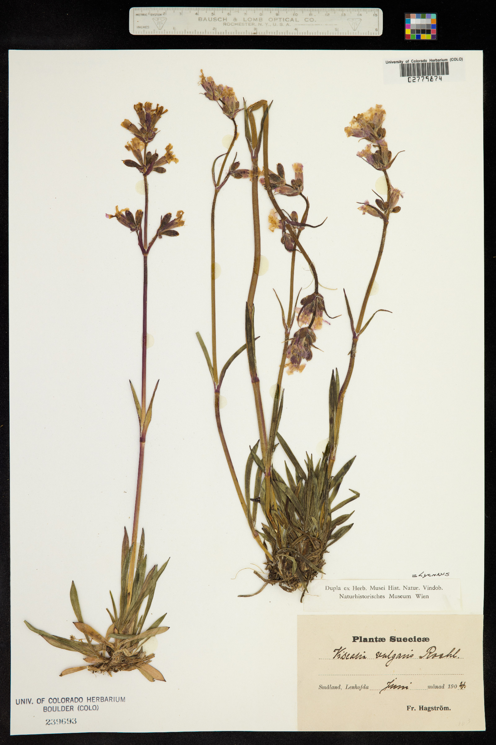 Silene viscaria image