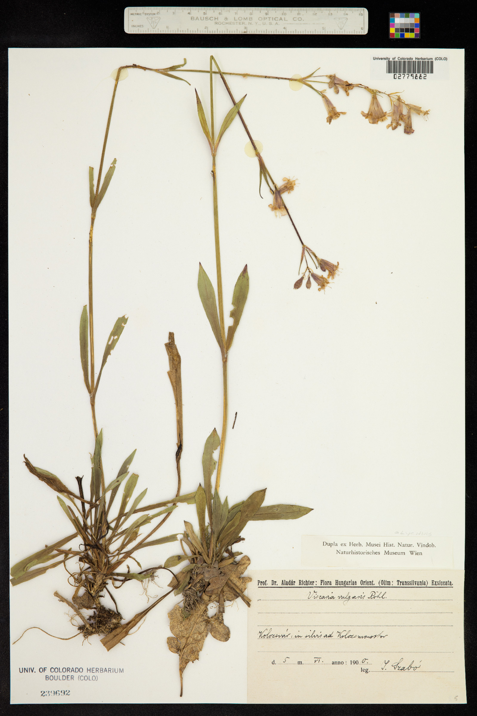 Silene viscaria ssp. viscaria image