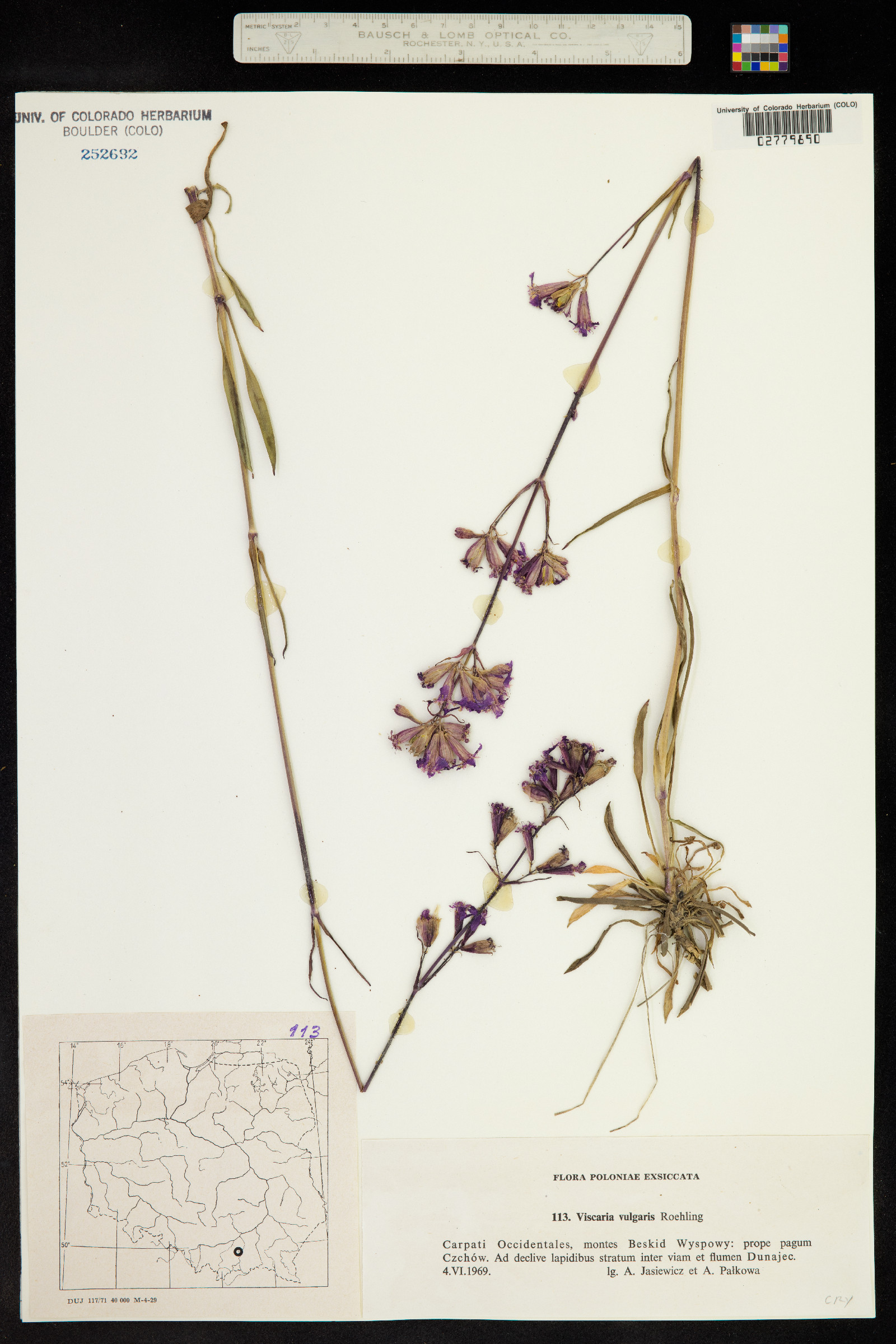 Silene viscaria ssp. viscaria image