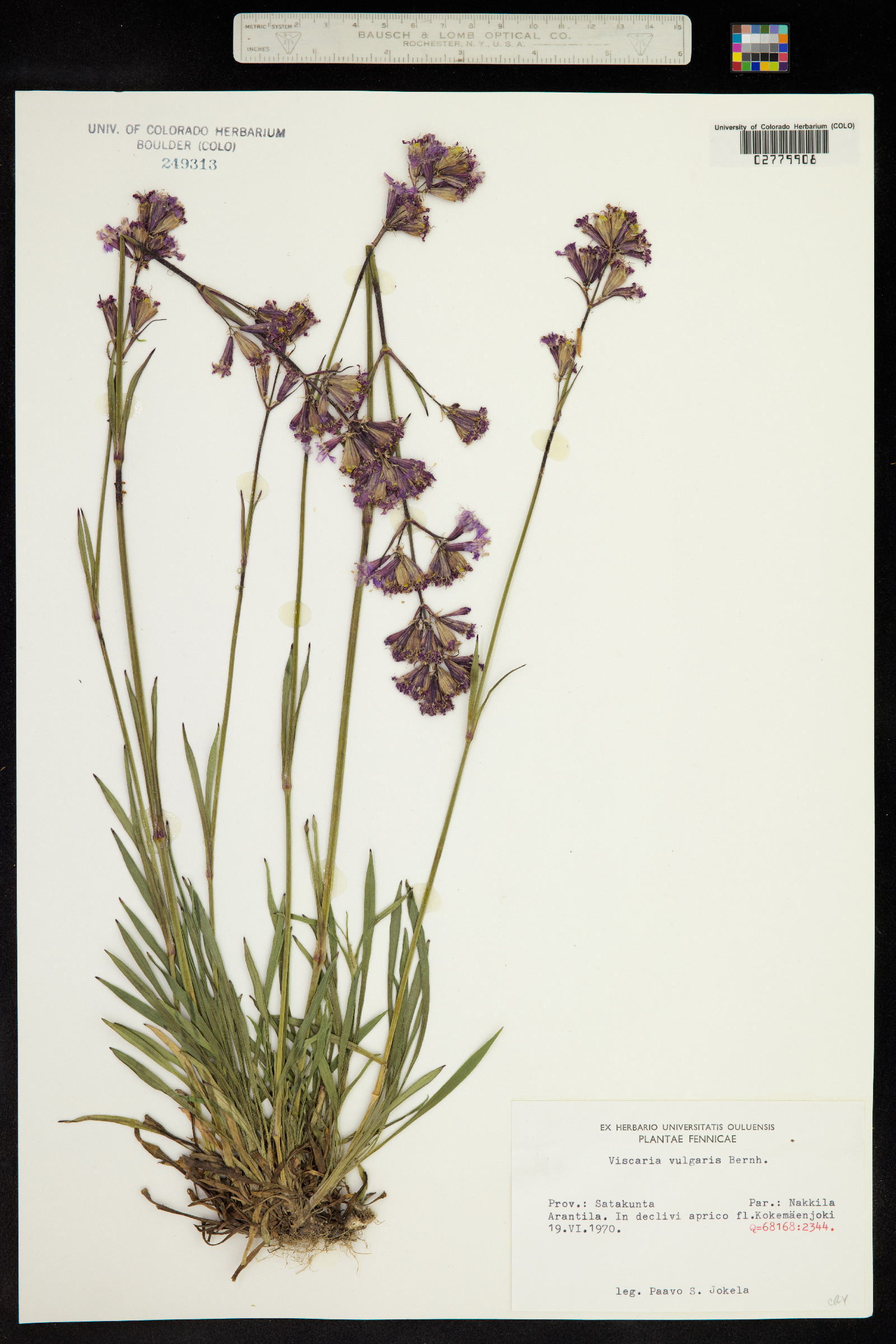 Silene viscaria ssp. viscaria image