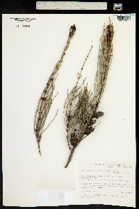 Allocasuarina striata image