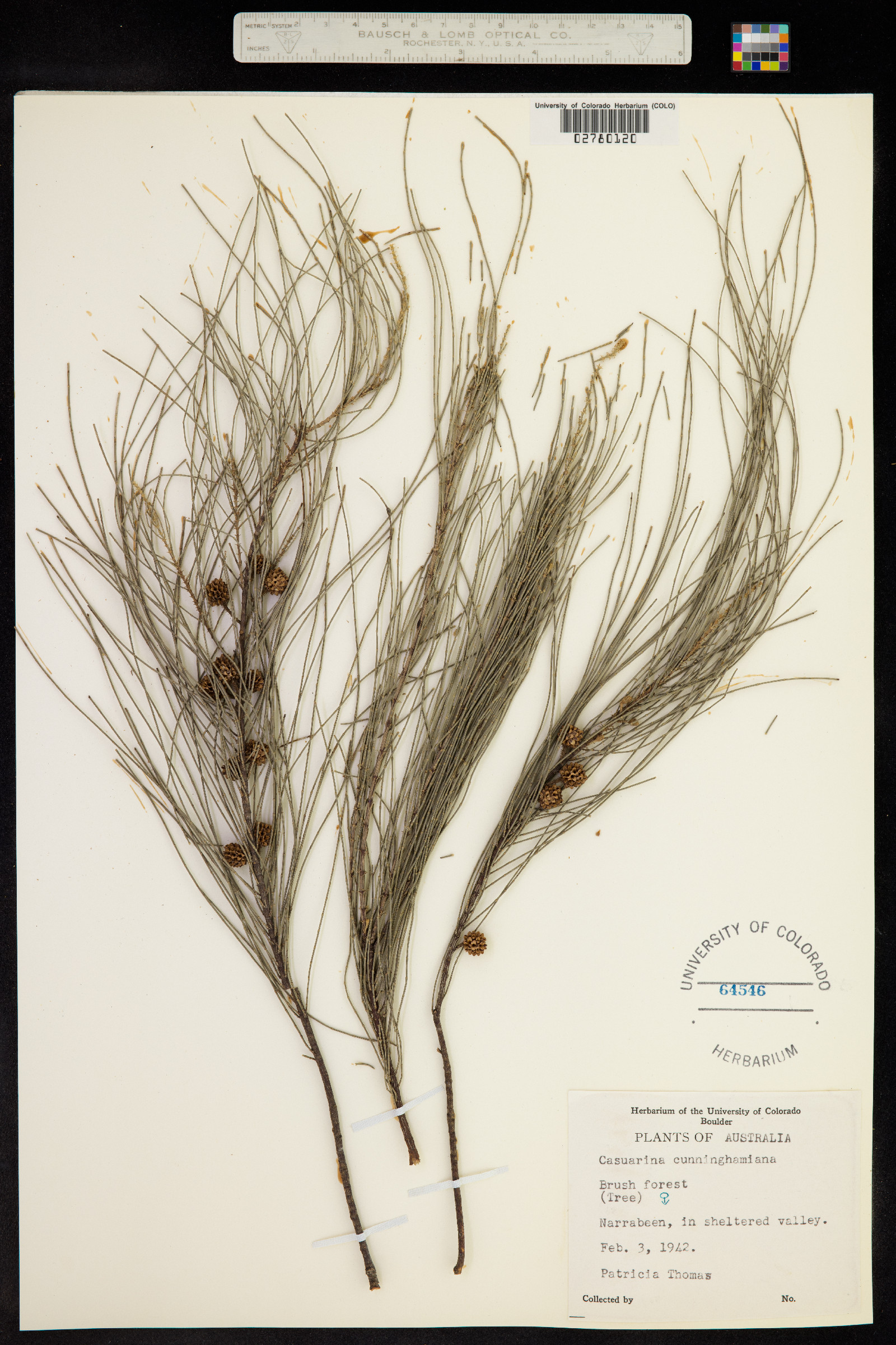 Casuarina cunninghamiana image