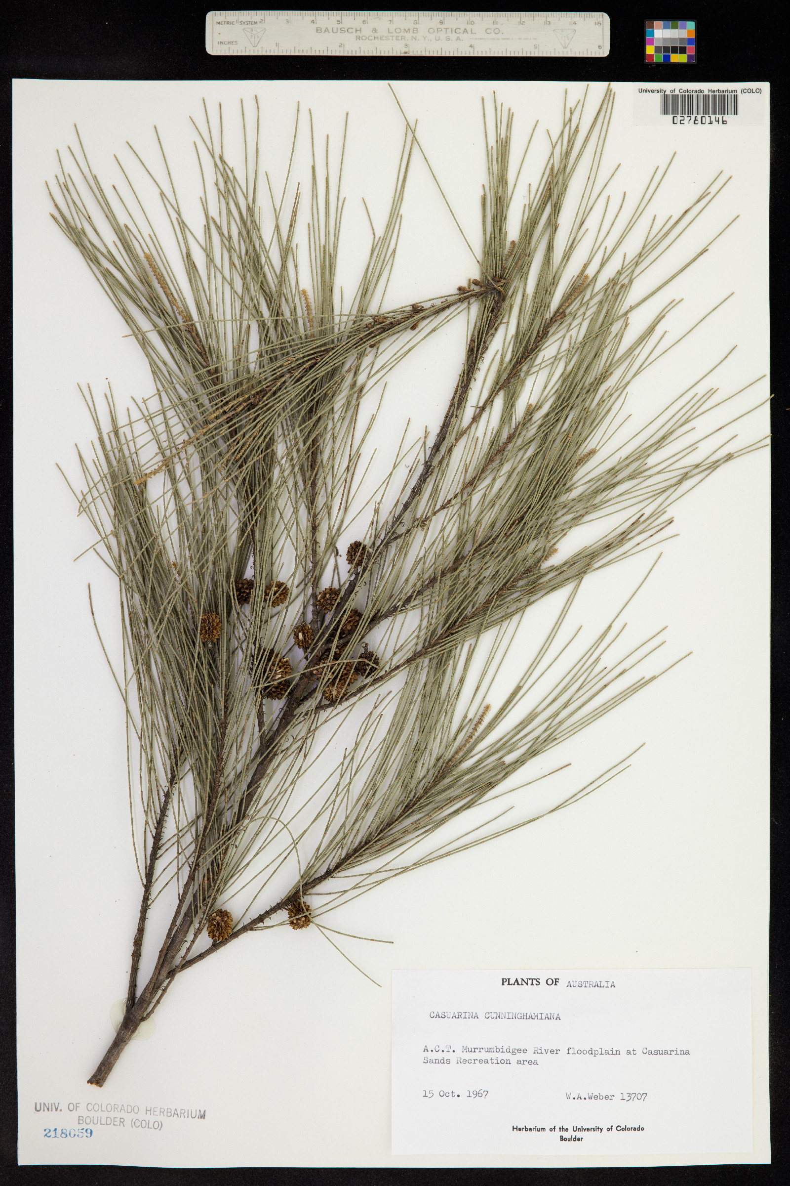 Casuarina cunninghamiana image