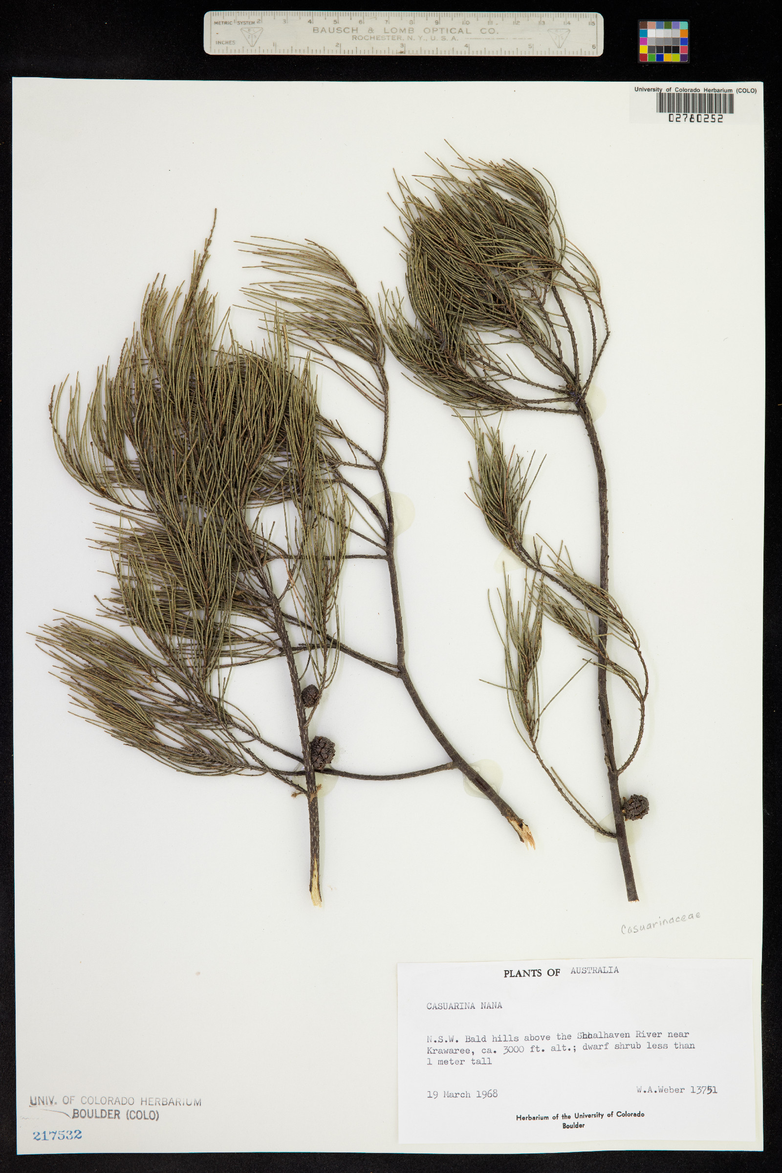 Allocasuarina nana image