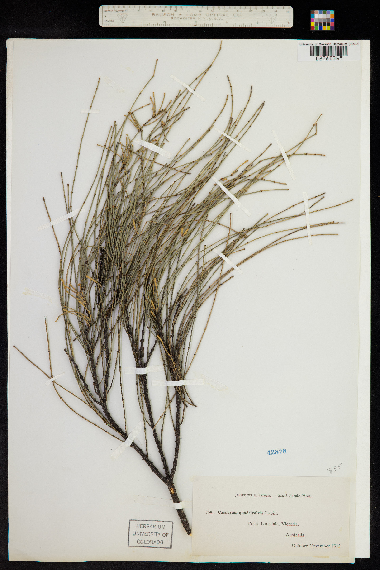 Allocasuarina verticillata image