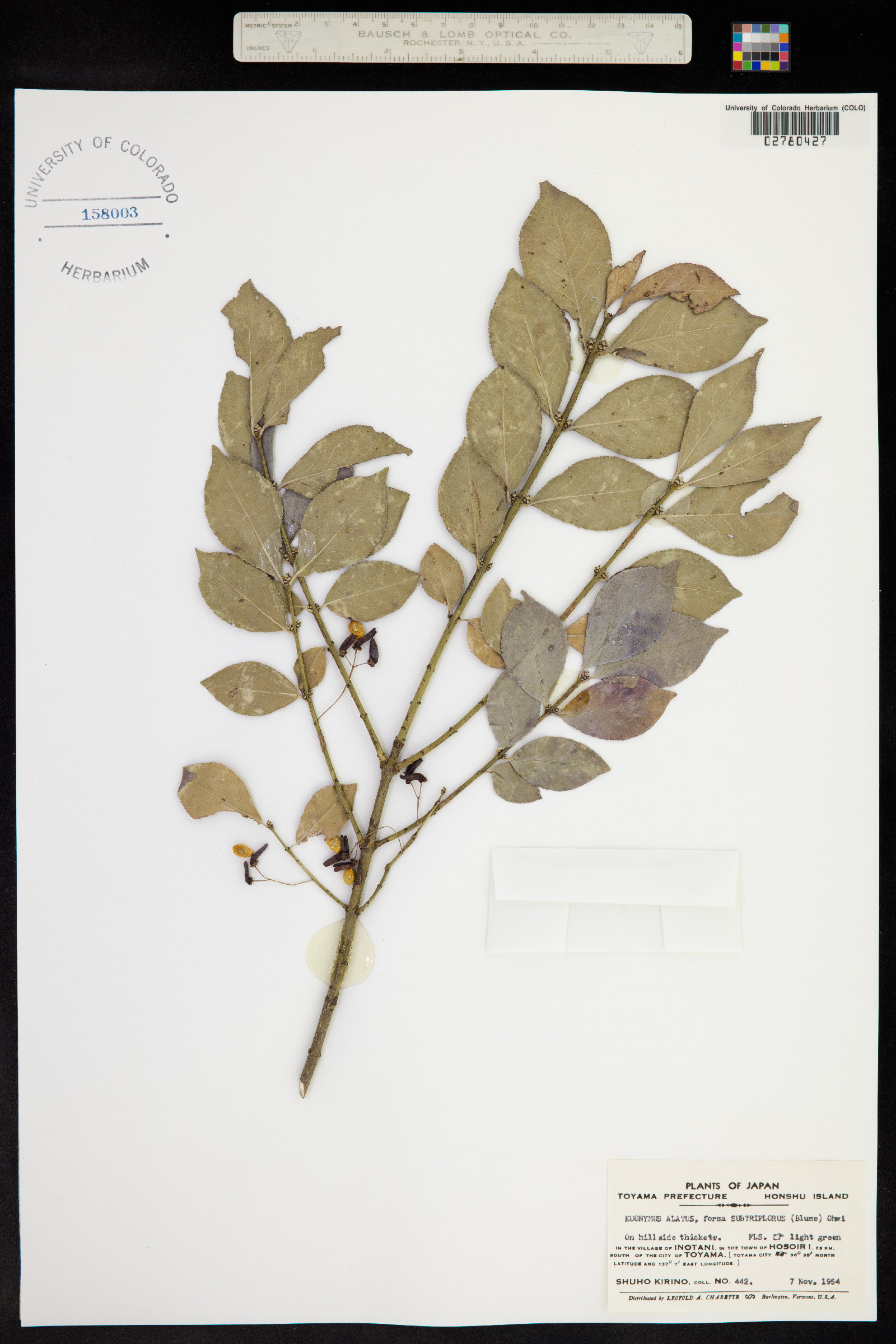 Euonymus alatus image