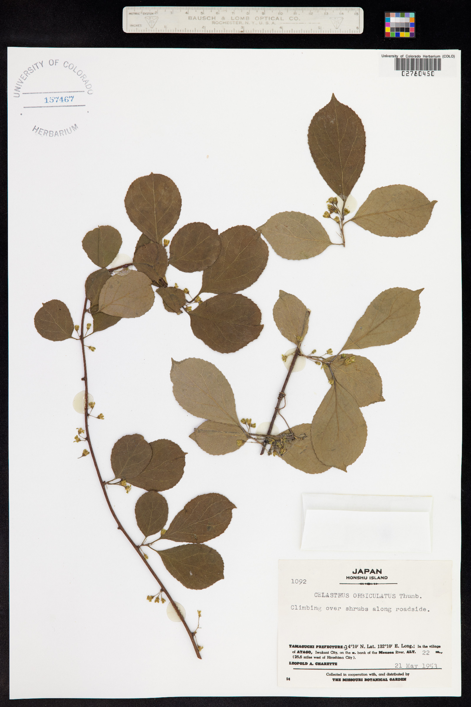 Celastrus orbiculatus image