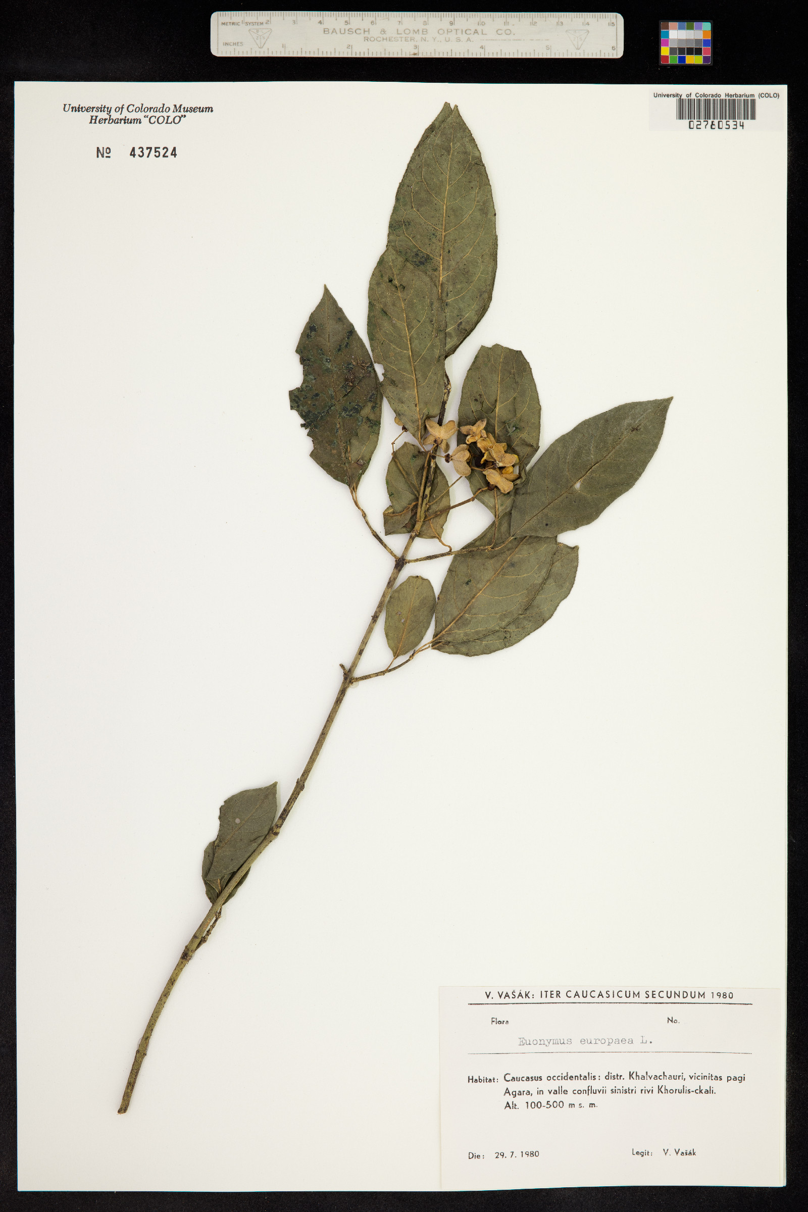 Euonymus europaeus image
