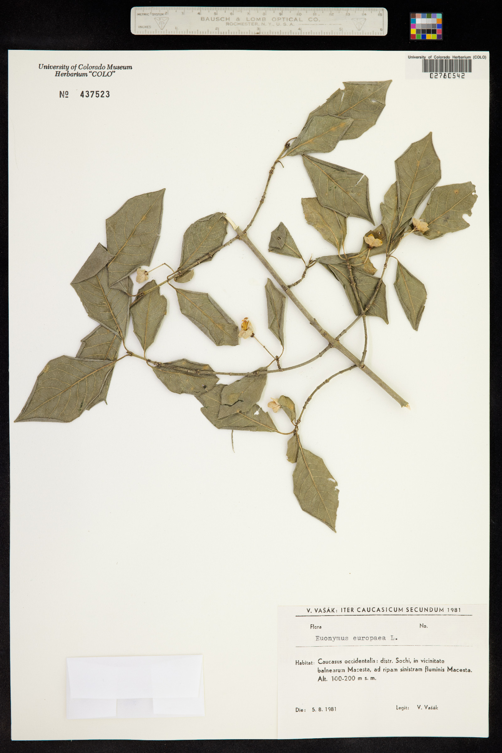 Euonymus europaeus image