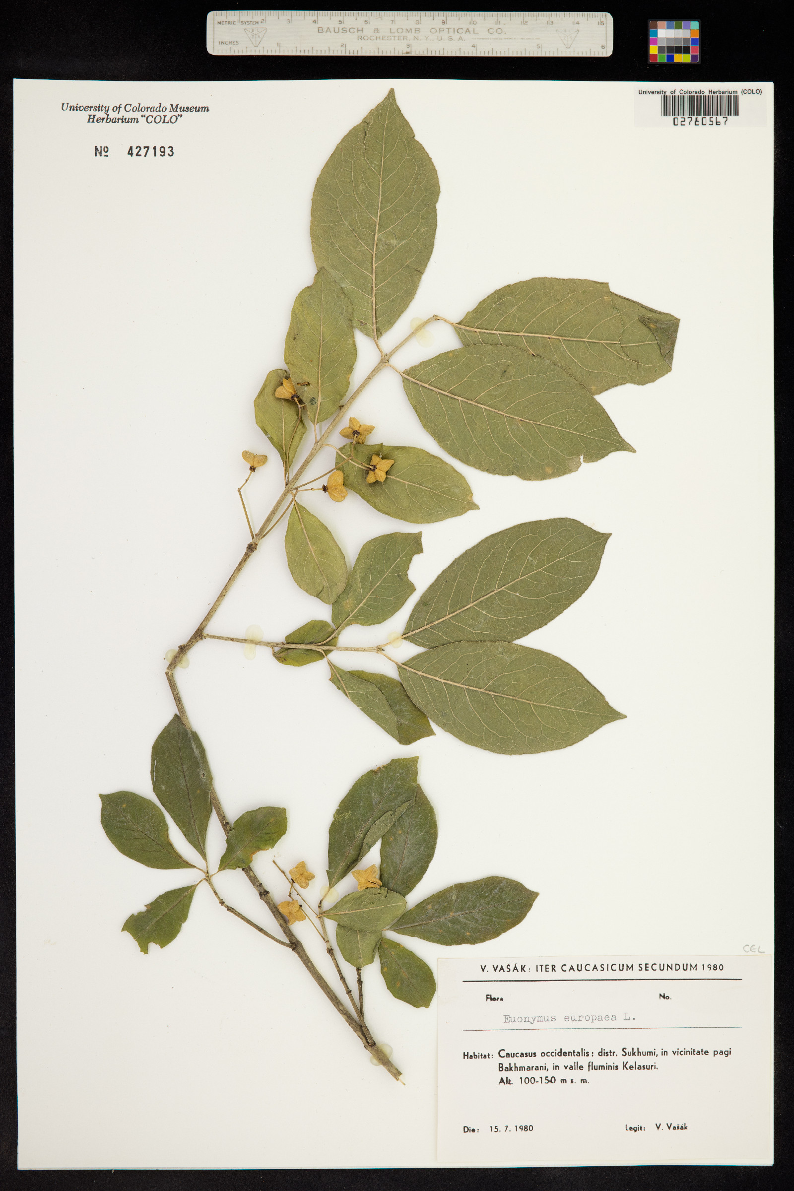 Euonymus europaeus image