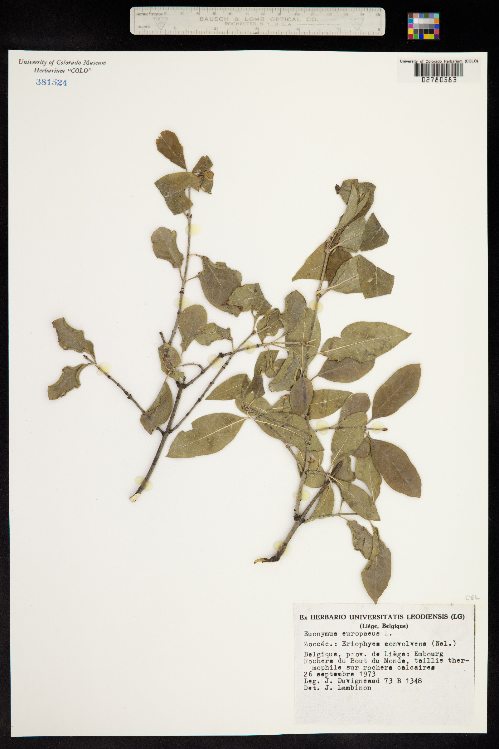 Euonymus europaeus image