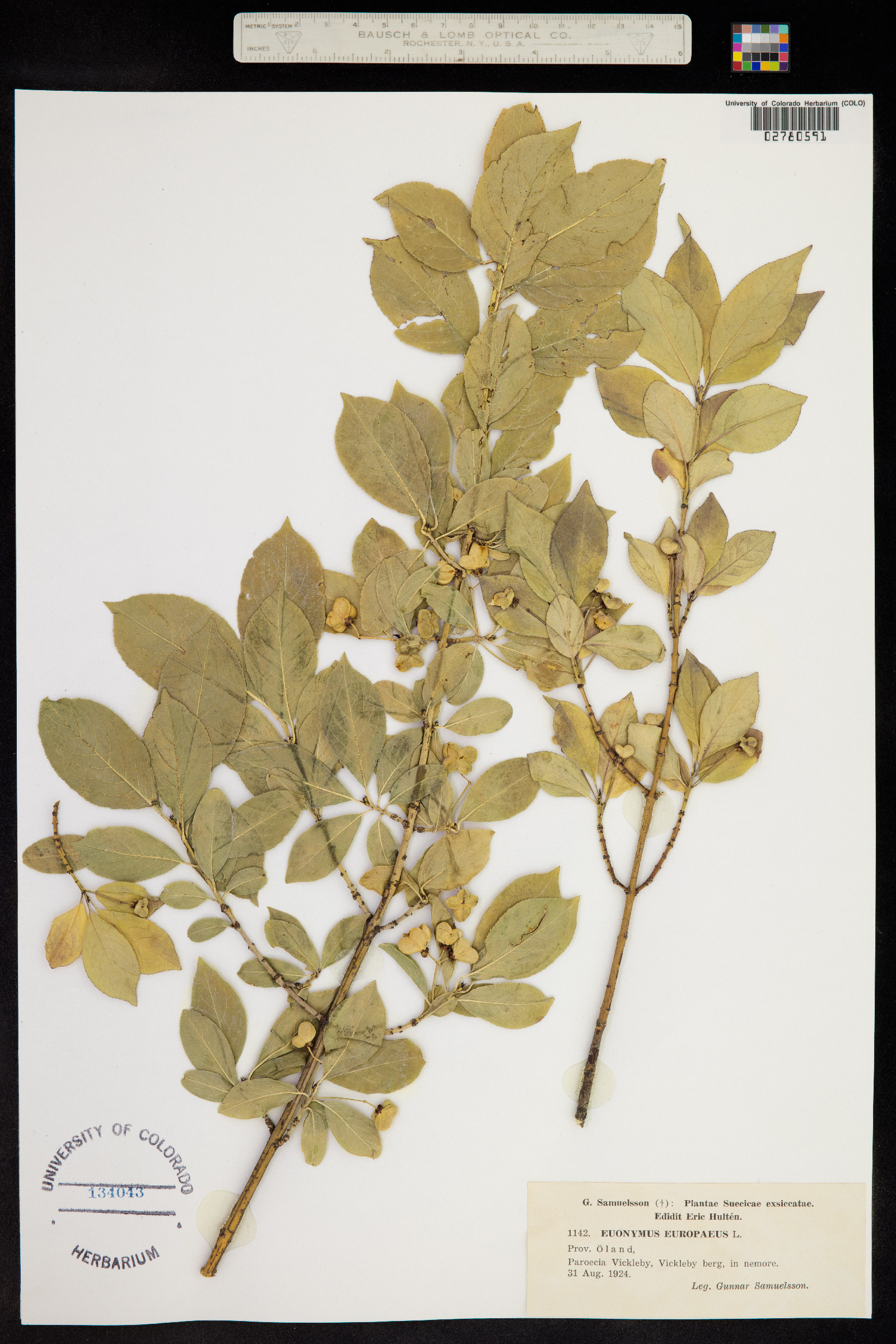Euonymus europaeus image