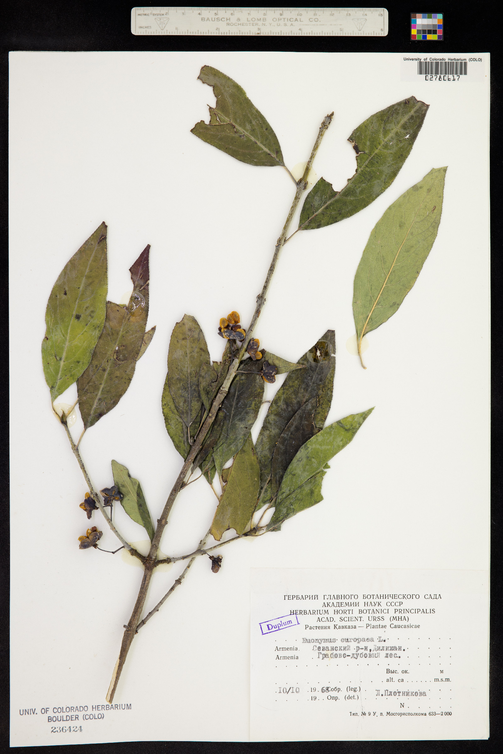 Euonymus europaeus image