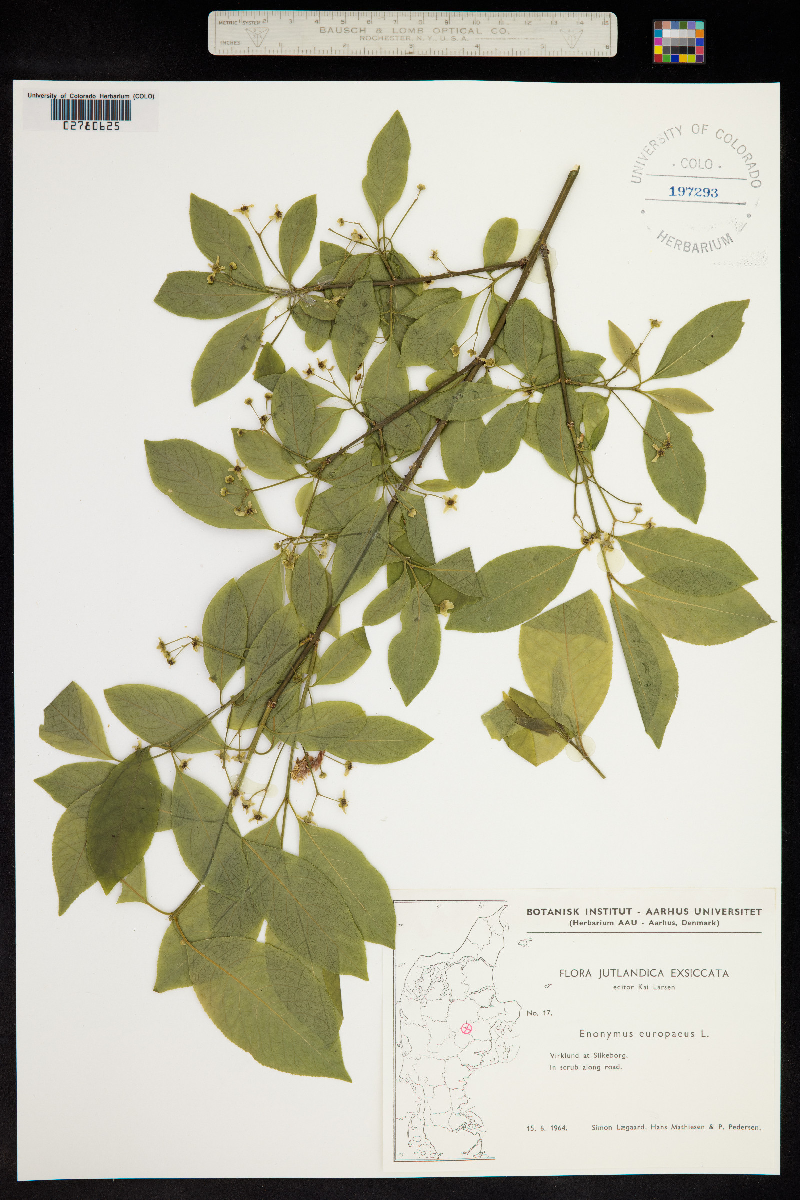 Euonymus europaeus image
