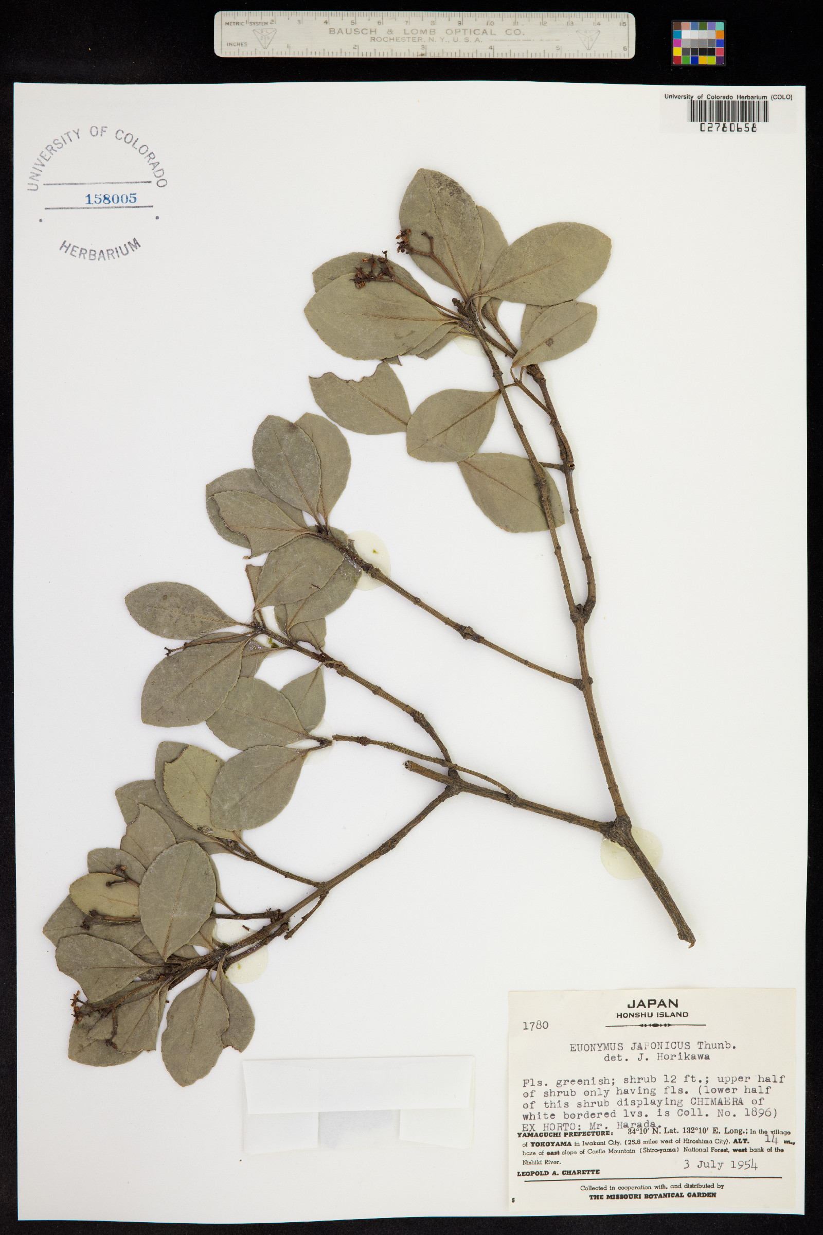 Euonymus japonicus image