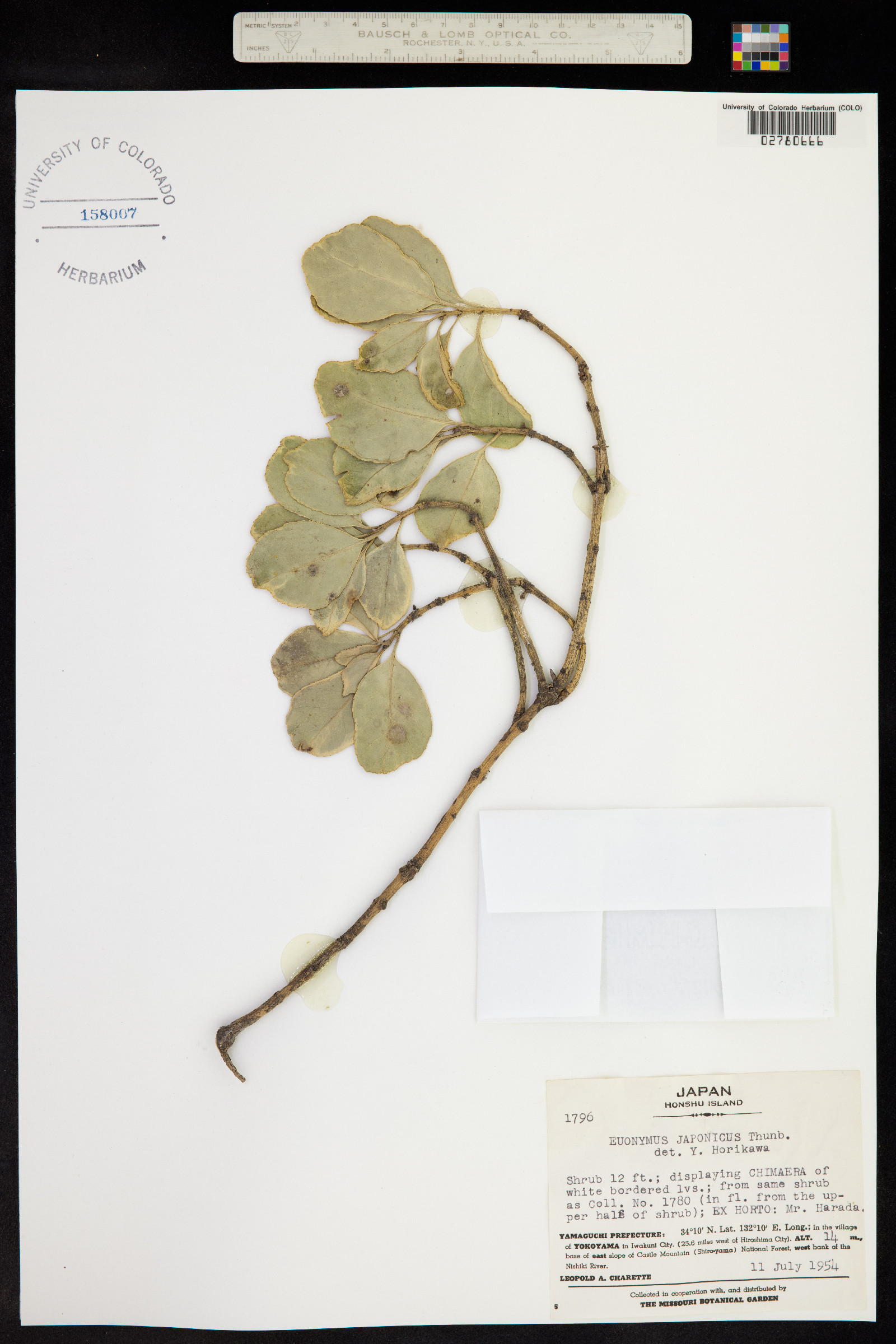 Euonymus japonicus image