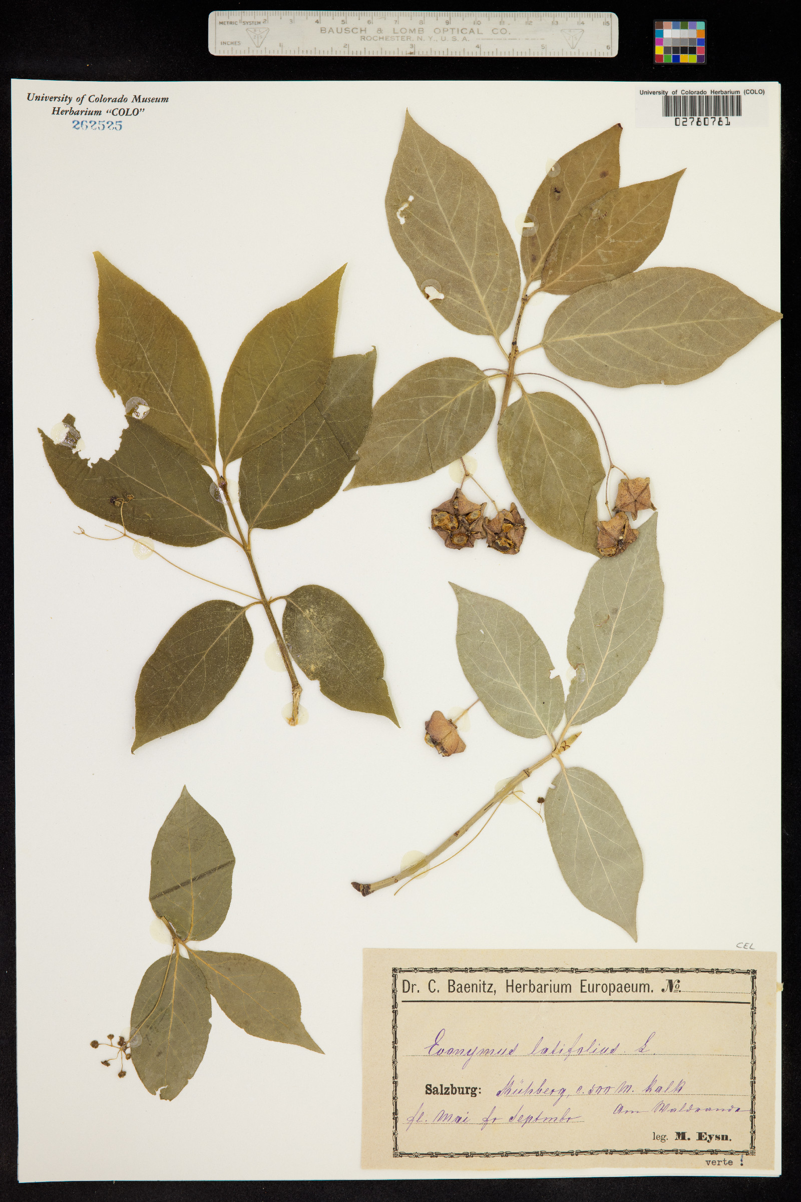 Euonymus latifolius image