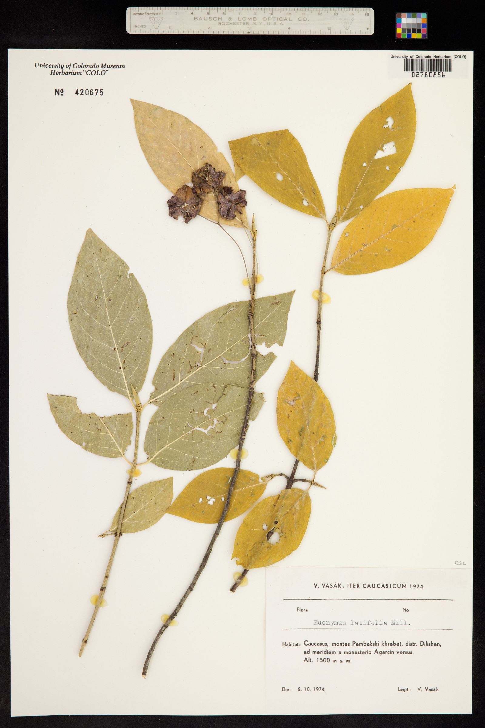 Euonymus latifolius image