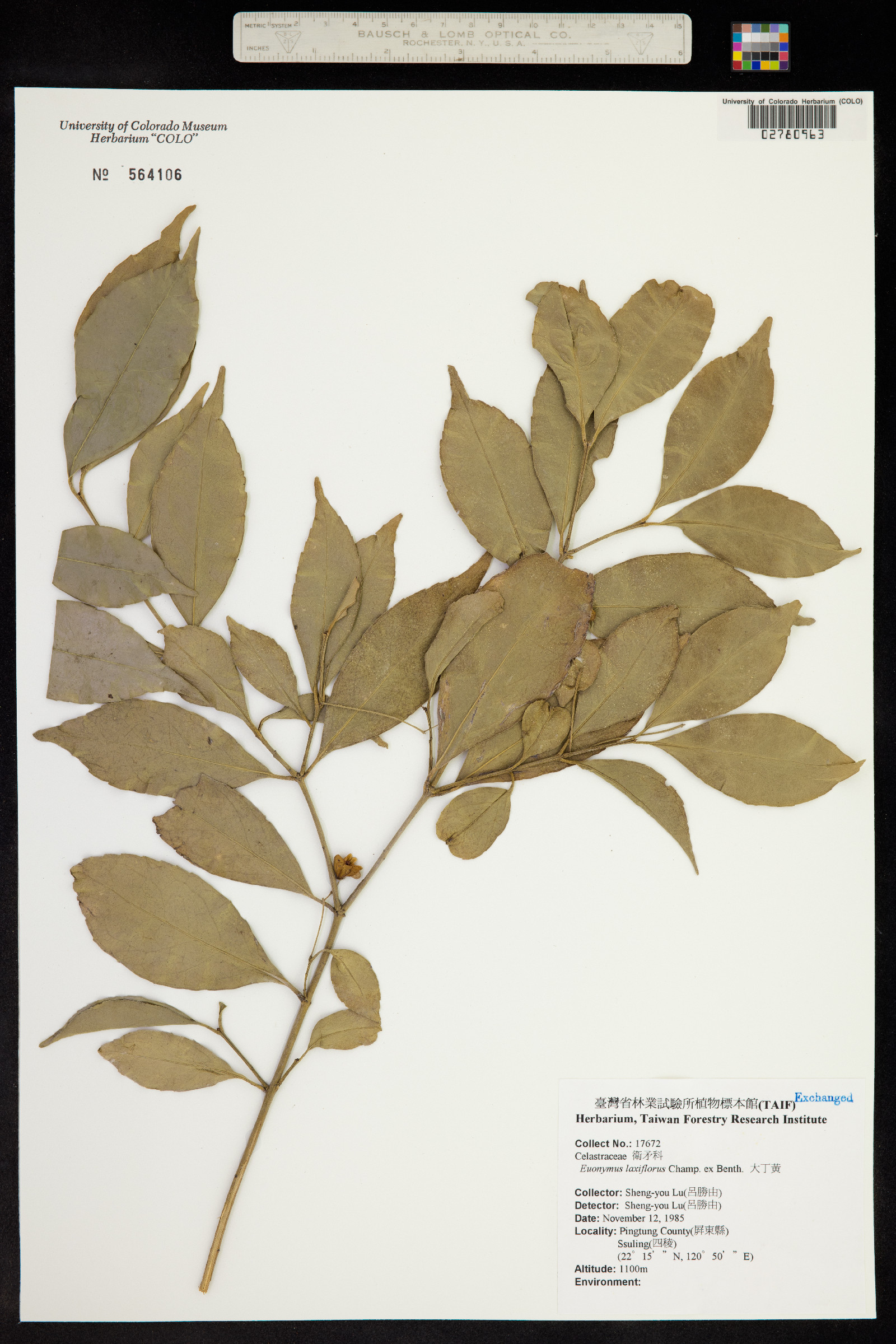 Euonymus laxiflorus image