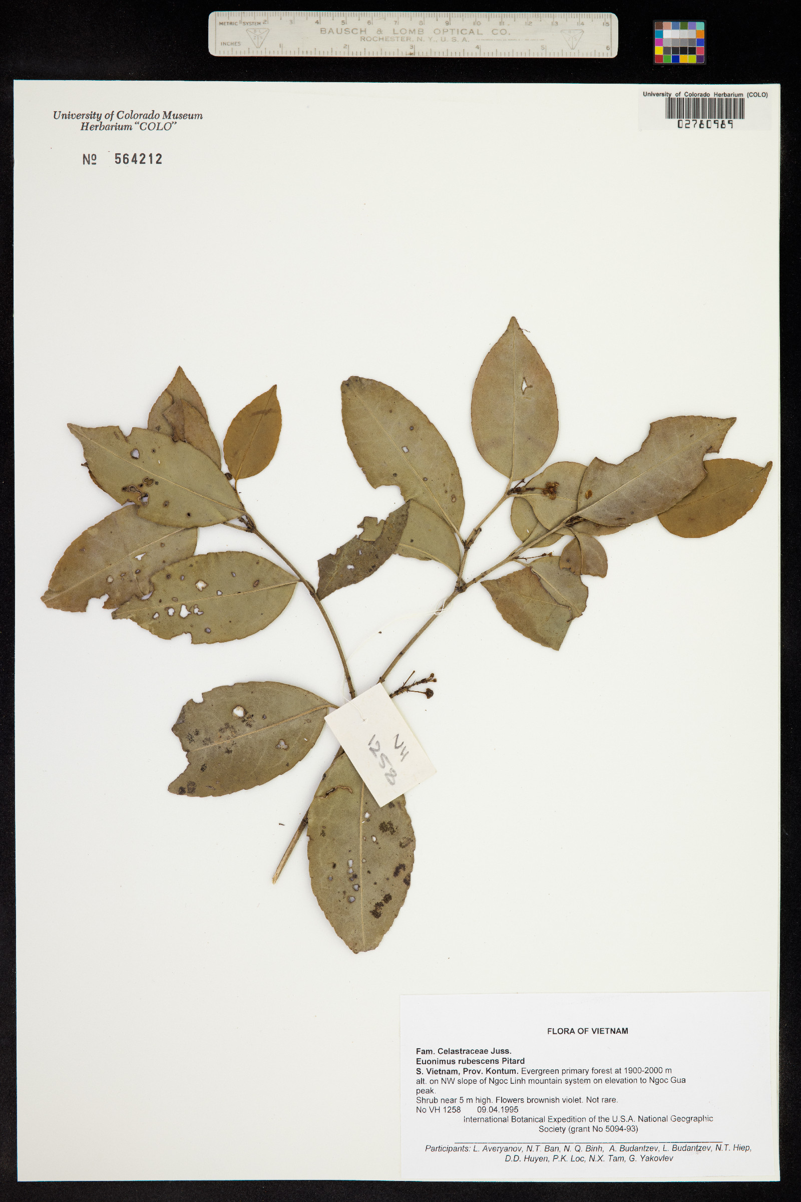 Euonymus laxiflorus image