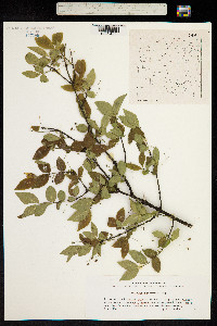 Euonymus verrucosus image