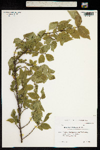 Euonymus verrucosus image