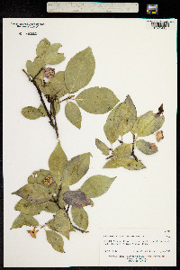 Euonymus hamiltonianus image
