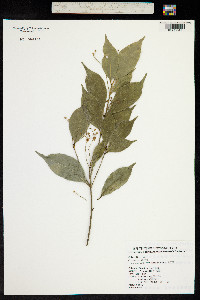 Euonymus laxiflorus image